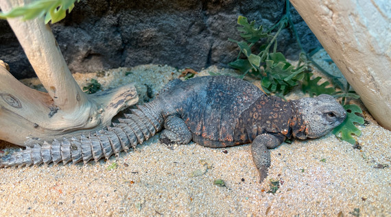 Red Niger Uromastyx