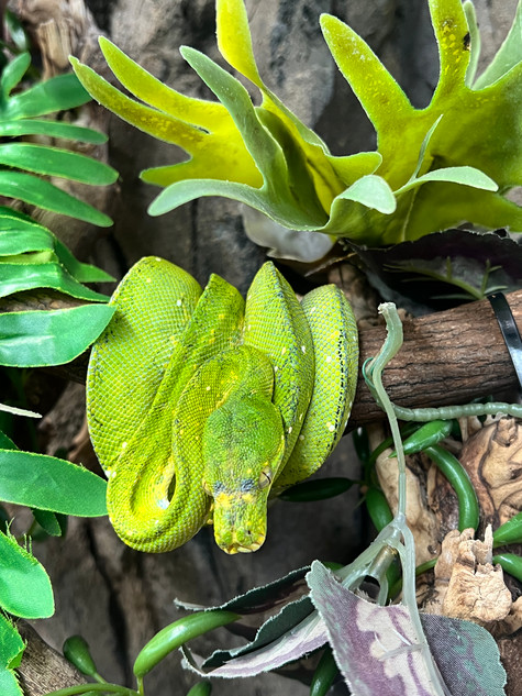 Biak Green Tree Python