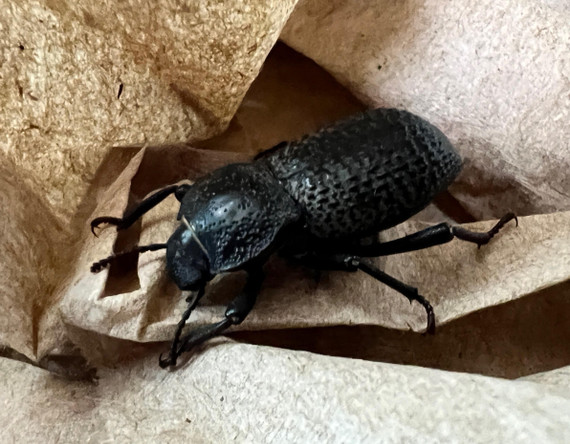 Black Death Feigning Beetle