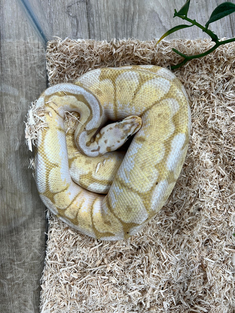 Banana Spinner Blast Ball Python