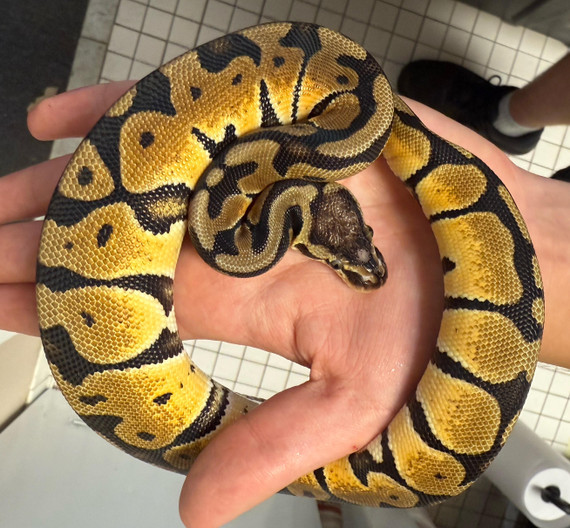Pastel Scaleless Head Ball Python