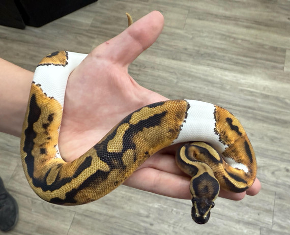 Pied Ball Python Pied Ball Python