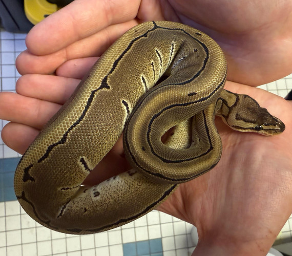 Pinstripe Het Axanthic Ball Python Pinstripe Het Axanthic Ball Python