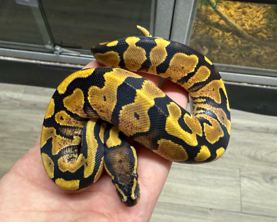 Pastel Yellow Belly Ball Python Pastel Yellow Belly Ball Python