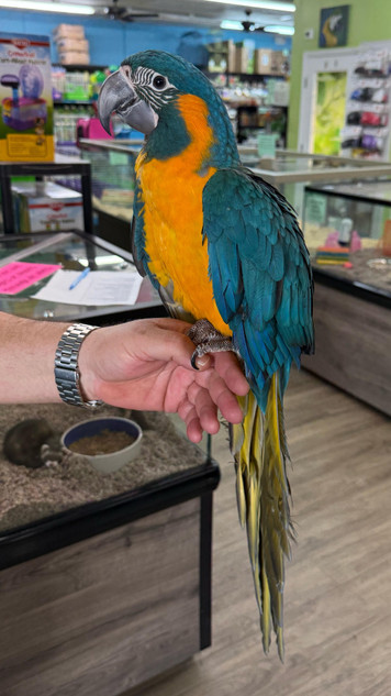 Blue Throated Macaw Blue Throated Macaw