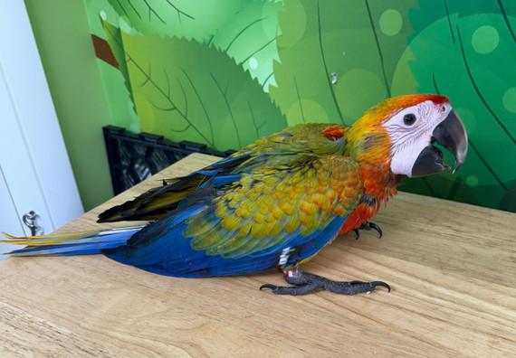 Camelot Macaw Camelot Macaw