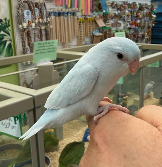Dilute Blue Parrotlet Dilute Blue Parrotlet