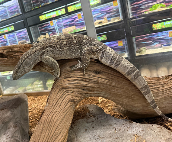 White Throat Monitor White Throat Monitor
