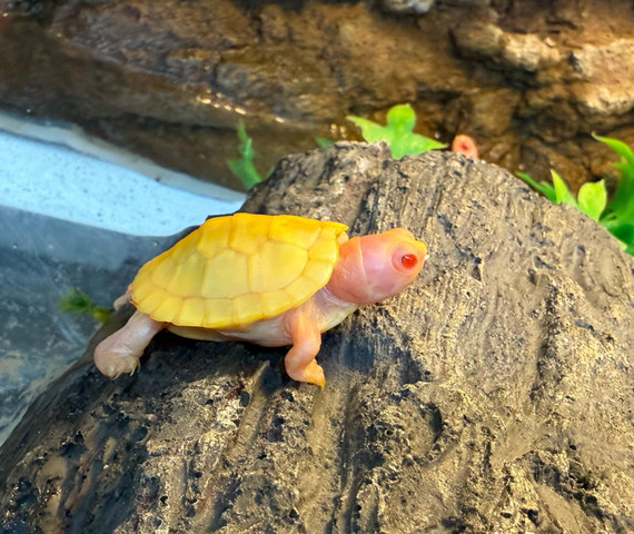 Snow Red Ear Slider Turtle Snow Red Ear Slider Turtle