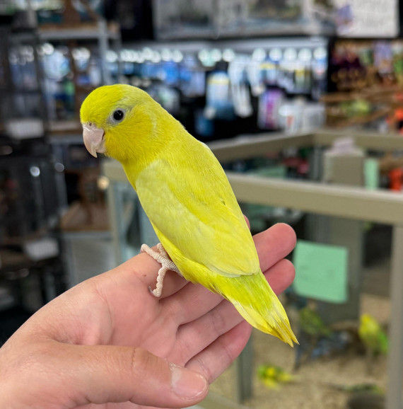 Yellow/Green Parrotlet
