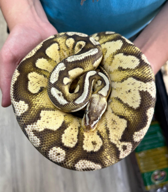Firefly Ball Python Firefly Ball Python