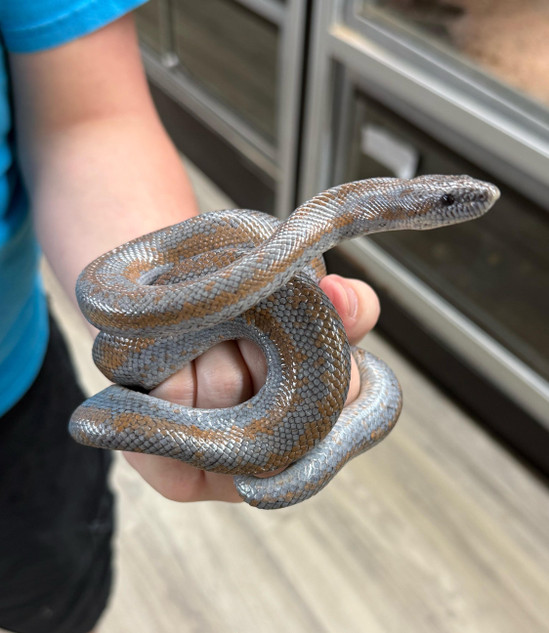 Coastal Rosy Boa Coastal Rosy Boa