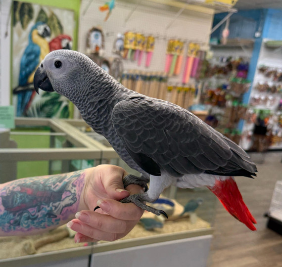 Congo African Grey Congo African Grey