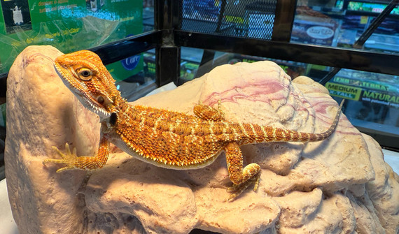Red Bearded Dragon (Hatchling) Red Bearded Dragon (Hatchling)