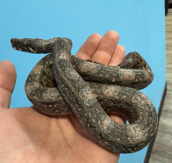 Pink Argentine Boa