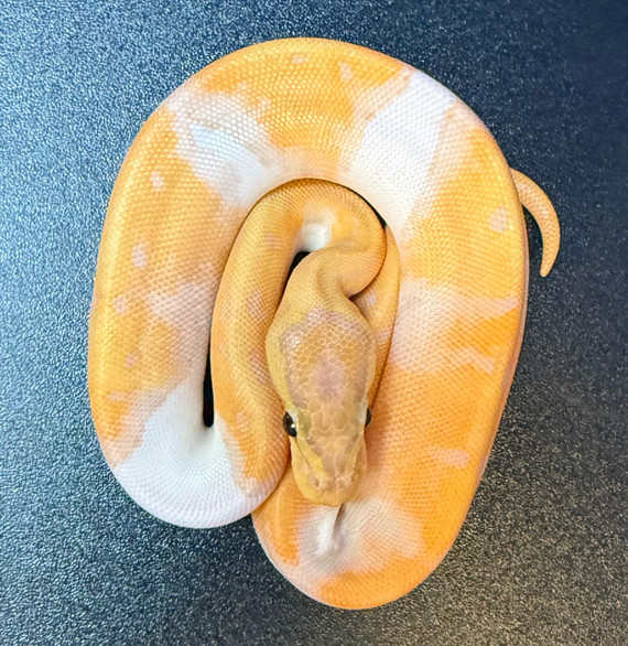 Banana Pinstripe Piebald Ball Python