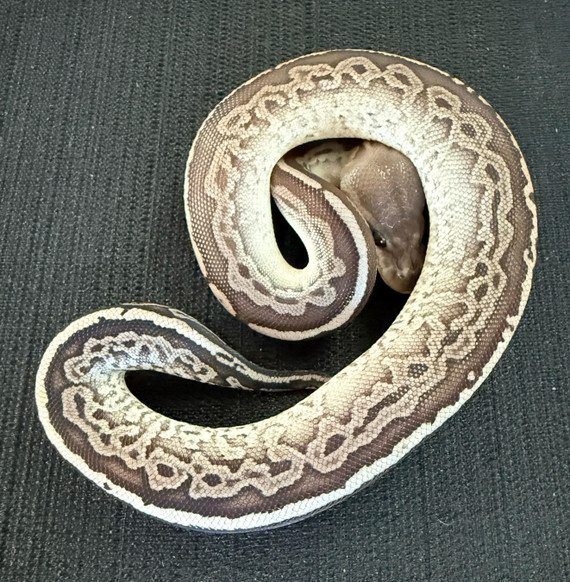 Gargoyle Ball Python
