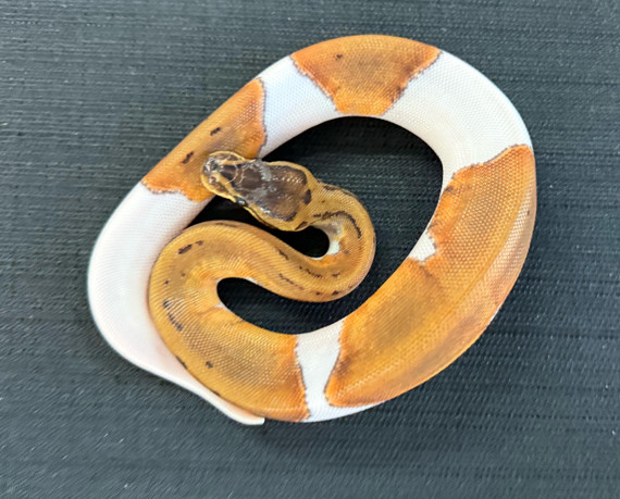 Pinstripe Piebald Ball Python
