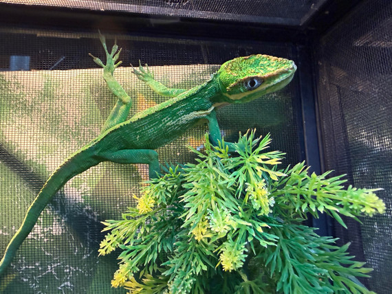 Cuban Knight Anole