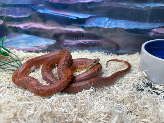 European Pied Cornsnake