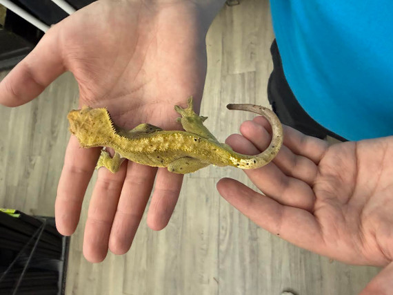 Harlequin Flame Tiger Confetti Soft Scale Crested Gecko