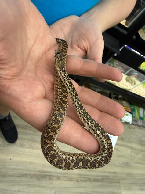Pacific Gopher Snake