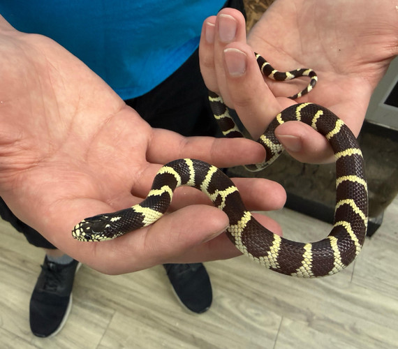California Kingsnake