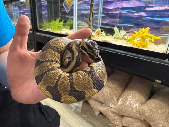 Enchi Het Sunset Ball Python