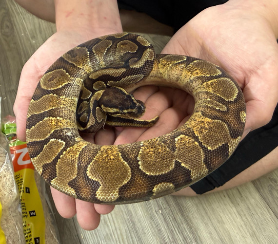 Enchi Yellow Belly Asphalt Ball Python