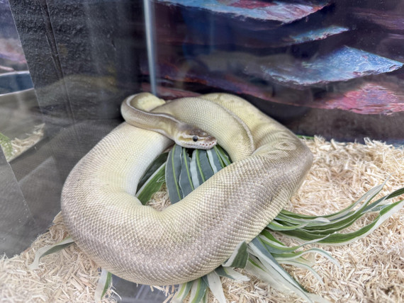 Super Pastel Cinnamon Mojave Ball Python