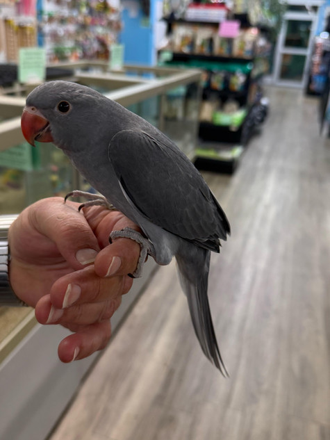 Cinnamon Indian Ringneck