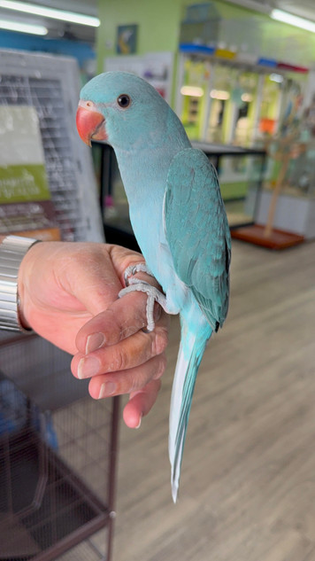 Cinnamon/Grey Indian Ringneck