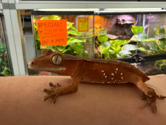 Red Crested Gecko