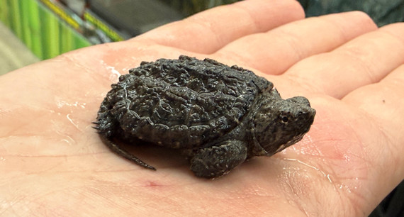 Florida Snapping Turtle