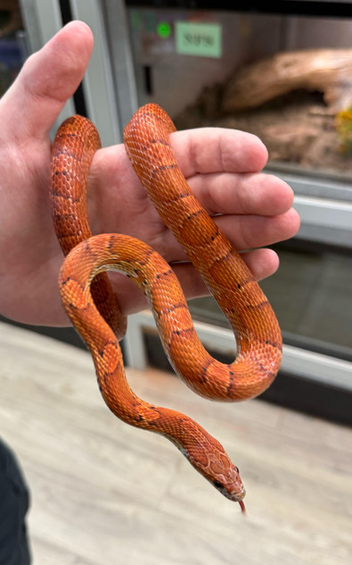 Sun Kissed Het Palmetto Cornsnake