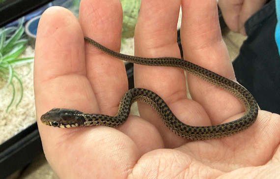 Eastern Garter Snake