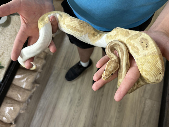 Banana Pied Ball Python