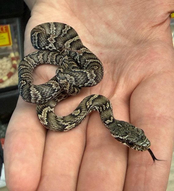 Russian Rat Snake