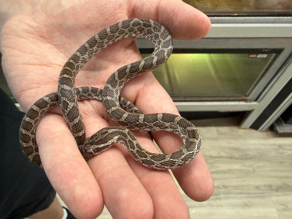 Emory Rat Snake