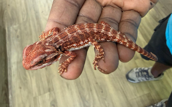 Red Monster Bearded Dragon (Hatchling)