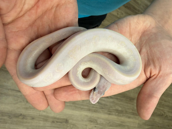 Invisiball Ball Python