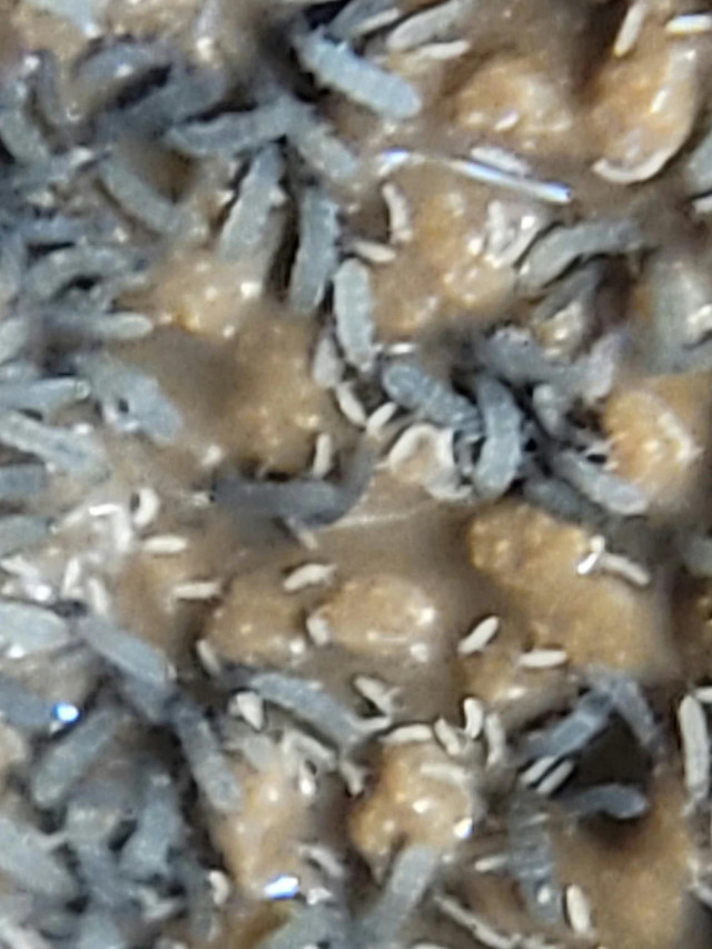 Isopods/Springtails - Incredible Pets