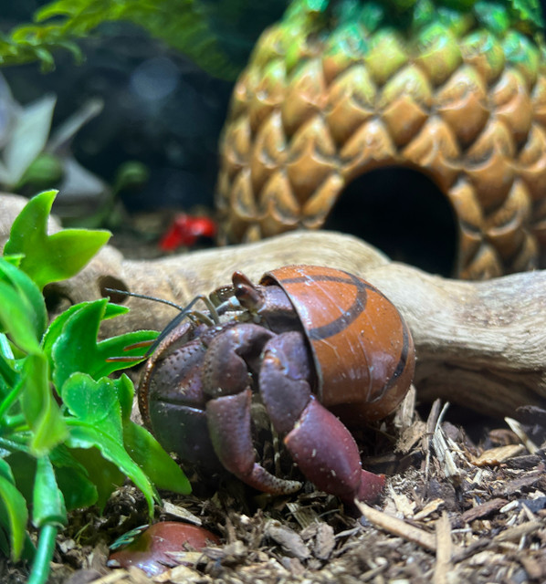 Hermit Crab