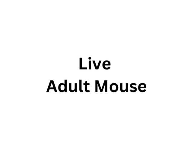 Live Adult Mouse