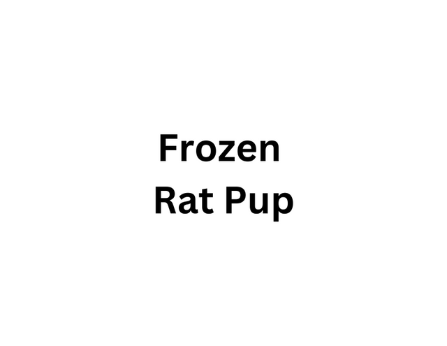 Frozen Rat Pup