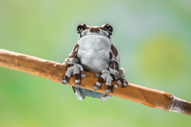 Amazon Milk Frog