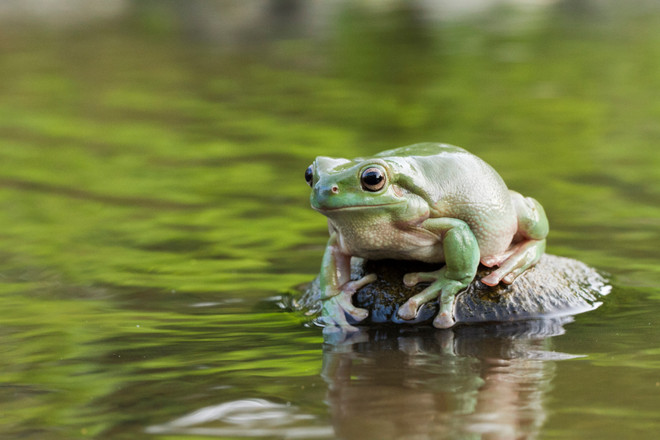 White's Tree Frog