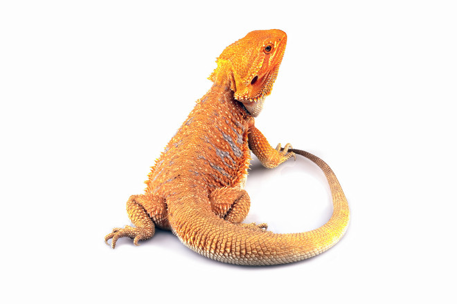 Hypo Red Bearded Dragon