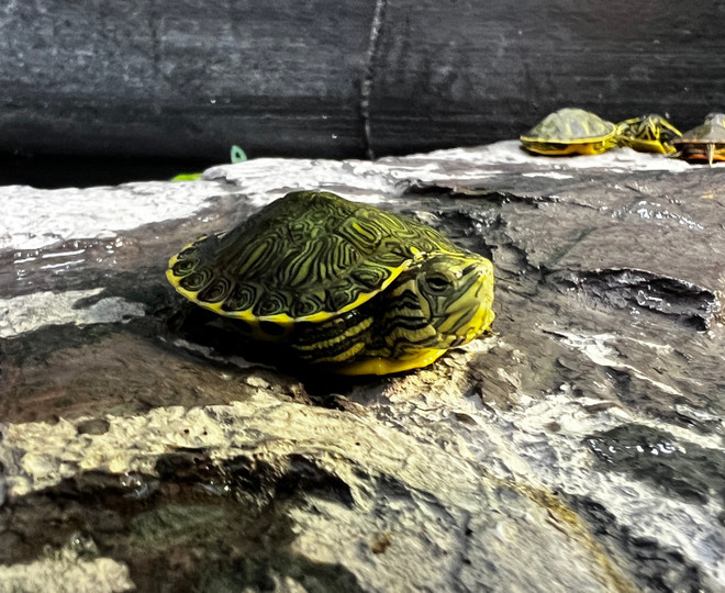 Peninsula Cooter Turtle