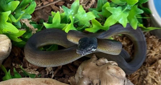 D'Albert's White Lipped Python